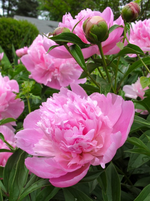Early blooming peony
