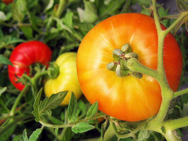 Beefsteak tomatoes come in a variety of colors, including red, orange, and yellow.
