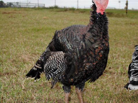 Where to Find a Farm-Raised Turkey for the Holidays
