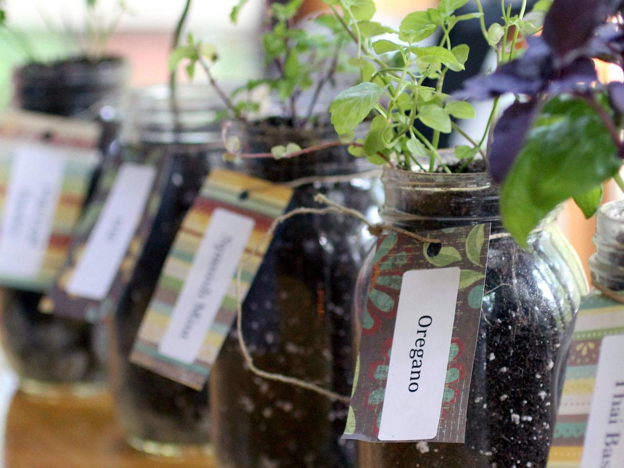 How to Grow Herbs Indoors Using Mason Jars