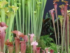 Pitcher plants, sun dews, Venus flytraps.. there are some very interesting "meat-eating" plants which, given the right conditions, can become a fascinating gardening hobby.