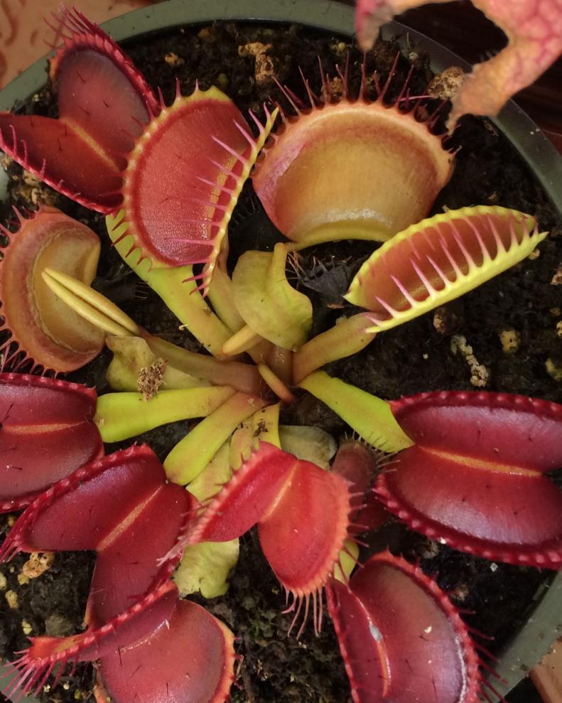 Venus Flytrap (Dionaea muscipula) requires a 50:50 soil mix of peat moss and sharp sand, moisture, and sun. And an occasional small fly