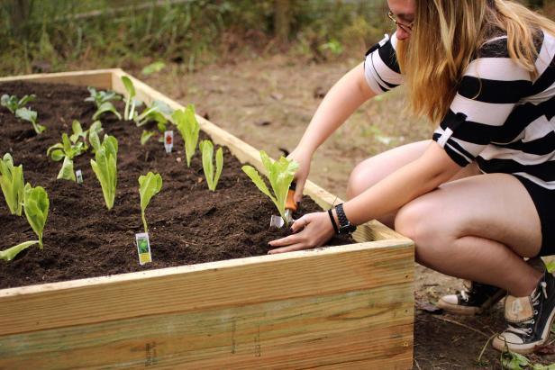 Build Raised Garden Beds Inexpensive Bed Diy - What Kind Of Wood To Build A Garden Box