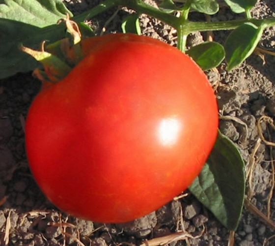 what was petite tomato magazine what was petite tomato magazine