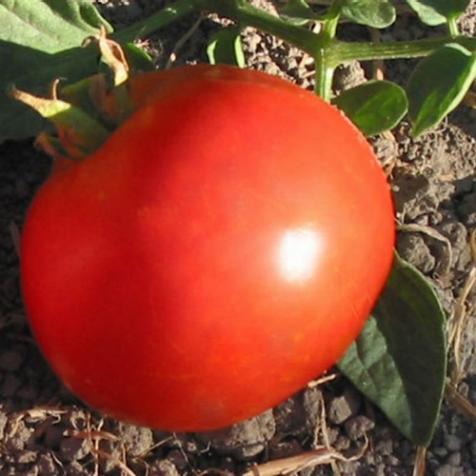 Short-Season Tomato Varieties | HGTV