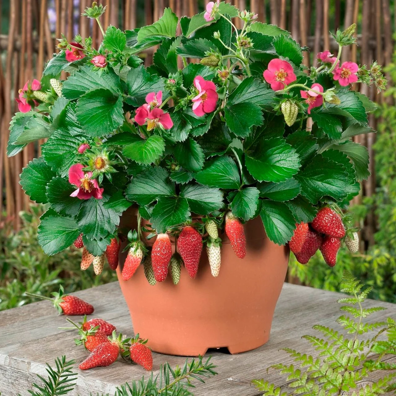 anthurium baby plant Anthurium Veitchii 'Narrow Form'