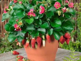 Soins de la plante de fraises des conteneurs
