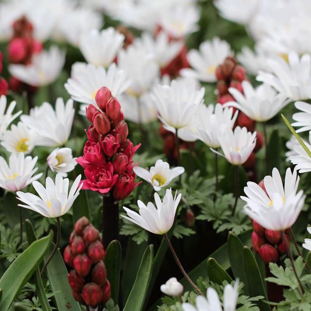 Anemone blanda 'White Splendour'