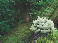 Hydrangeas in Fairy Gardens