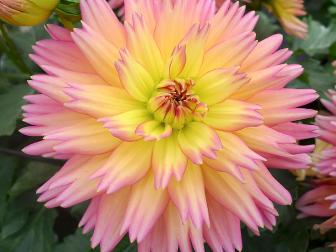 Dahlia 'XXL Sunset'