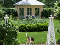 Dog in Garden With Hedges and Potted Hydrangea