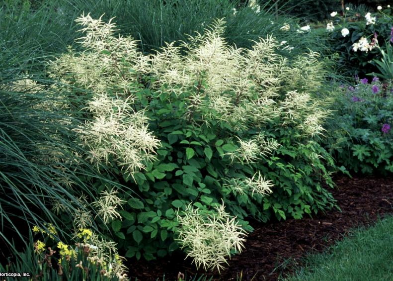 Aruncus dioicus 'Sylvester'