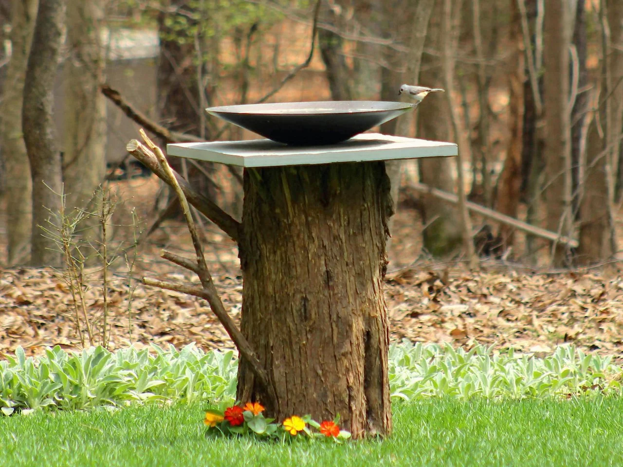 DIY Birdbath From an Old Tree Stump | HGTV, image size:1280x960