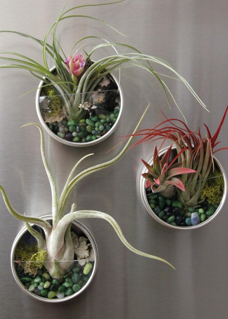 Decorate your fridge with these living magnets filled with air plants and moss.