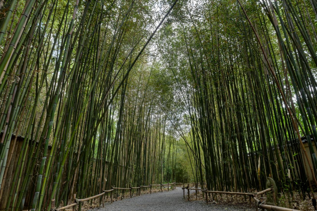 Invasive Bamboo Rethink Planting It In Your Garden Hgtv