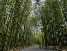 Bamboo Immersion