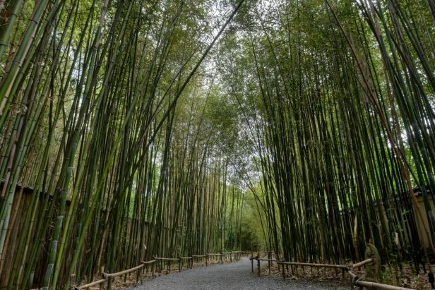 Invasive Bamboo Rethink Planting It In, Types Of Bamboo For Landscaping