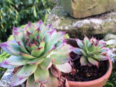 Hen and chicks sempervivum, along with sedums, are among the most cold-hardy succulents in my winter garden. I carefully remove any mushy stems and leaves to better enjoy the small textured plants.—<i>Felder Rushing </i>