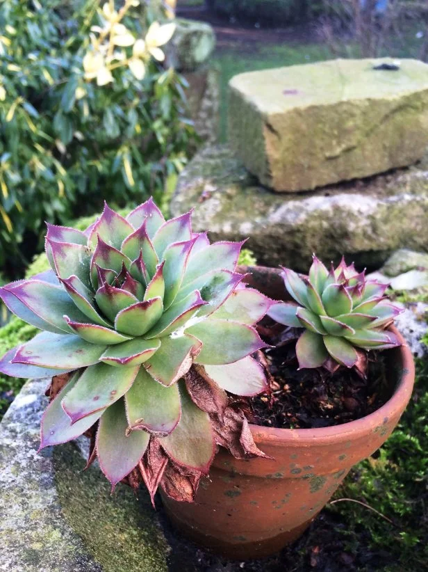 Hen and chicks sempervivum, along with sedums, are among the most cold-hardy succulents in my winter garden. I carefully remove any mushy stems and leaves to better enjoy the small textured plants.—<i>Felder Rushing </i>