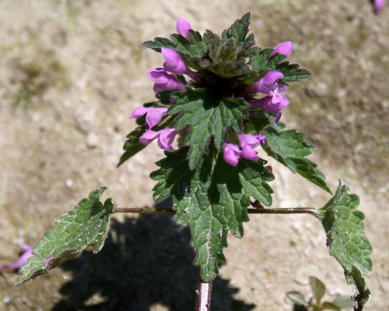 Henbit