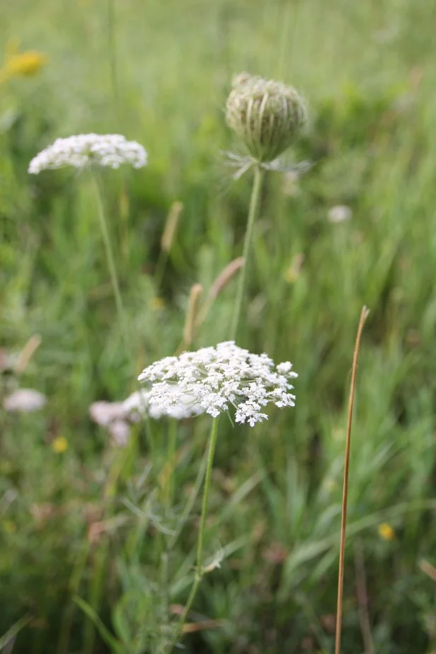 Queen Anne's lace