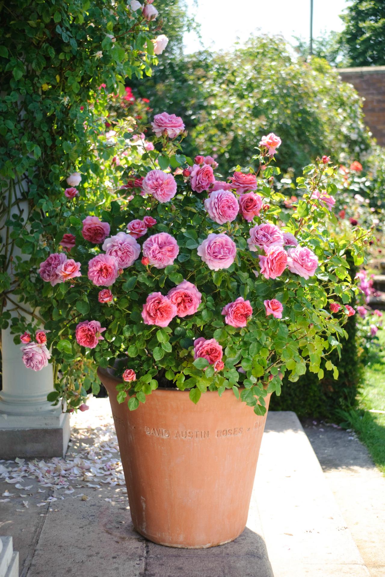 How To Grow Patio Roses In Containers HGTV