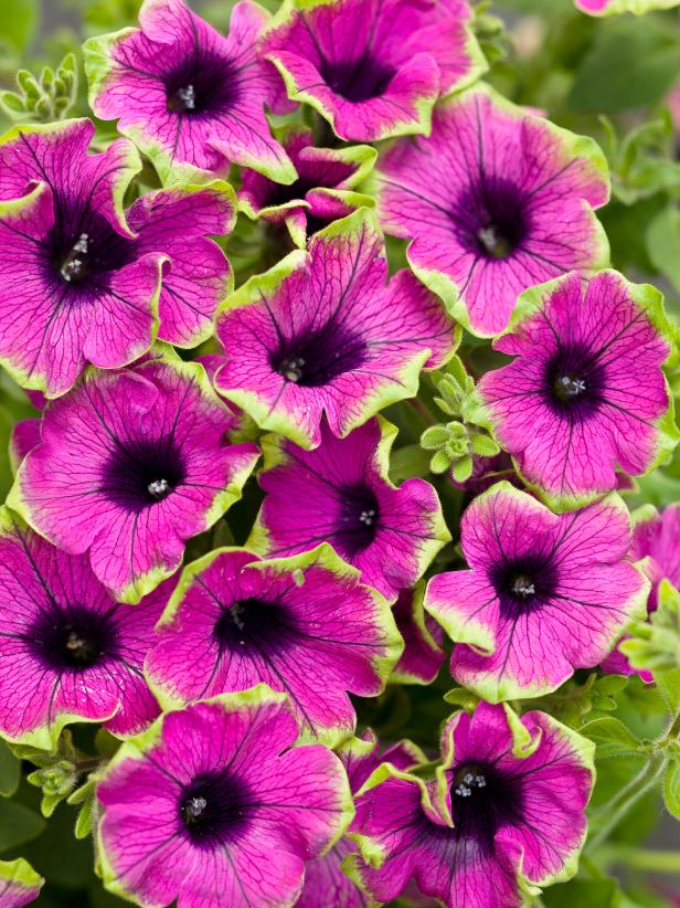 Favorite Summer Blooming Annuals Hgtv