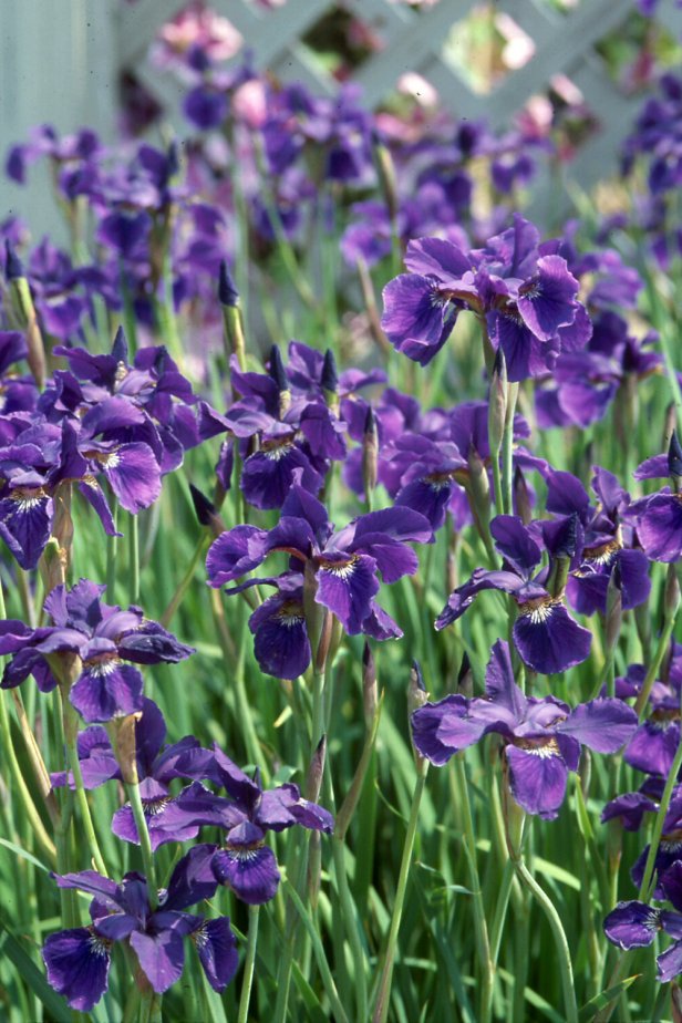 Siberian iris