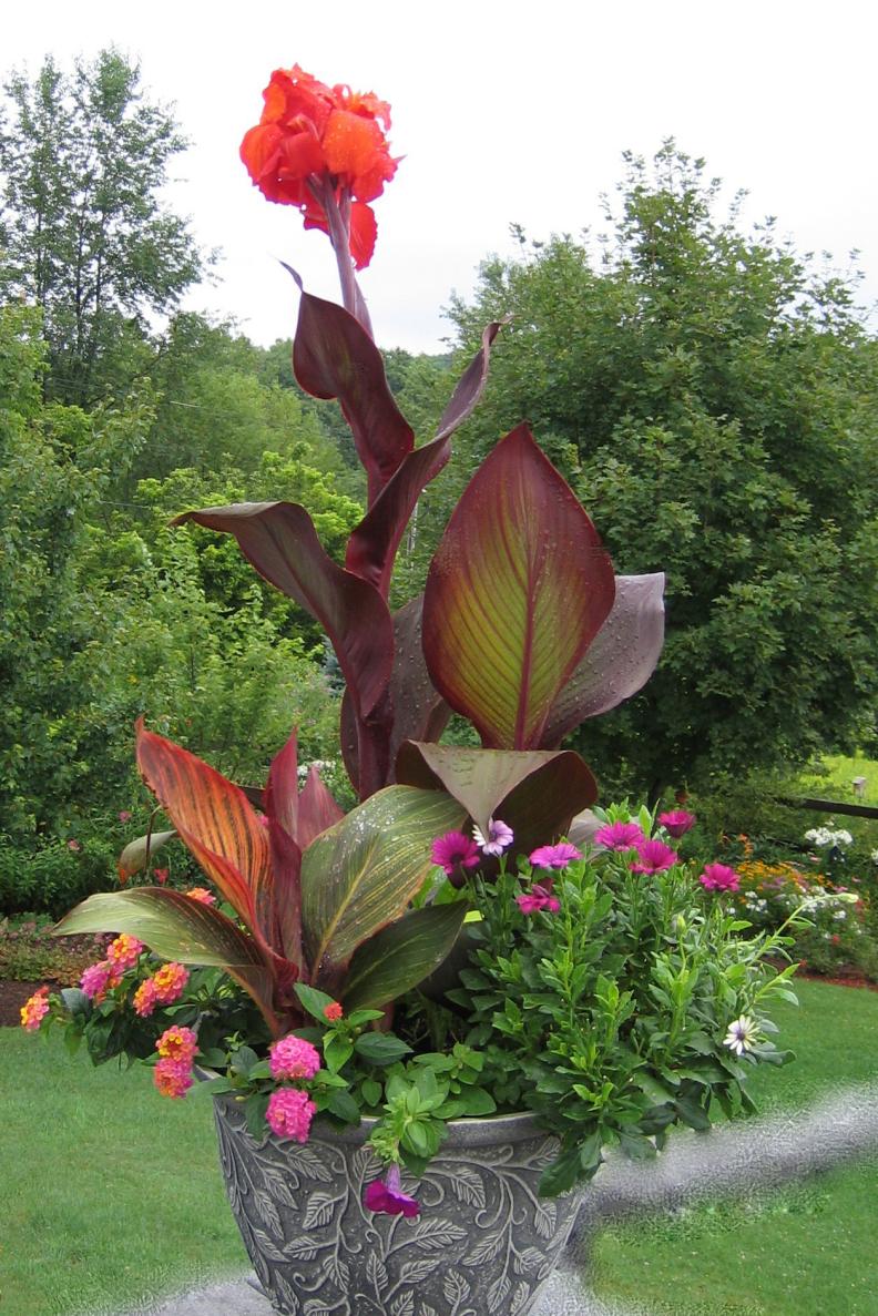 Tropicanna canna