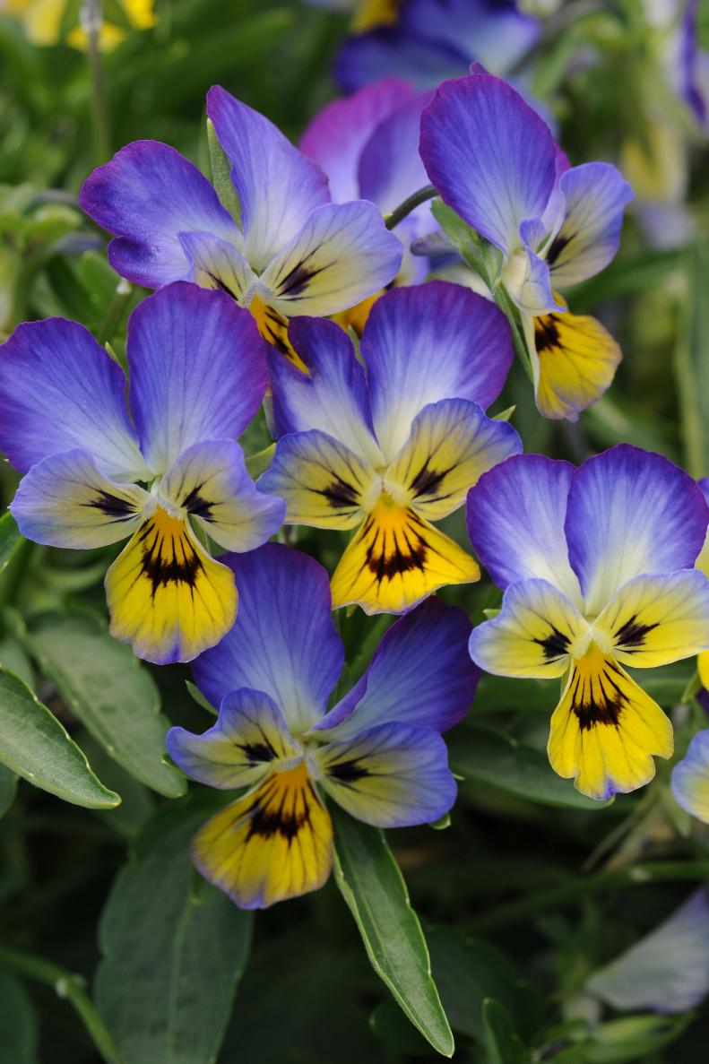 Viola tricolor, johnny jump-up
