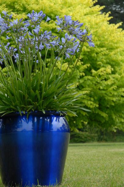 Best Thriller Plants For Containers, Best Tall Plants For Patio Pots