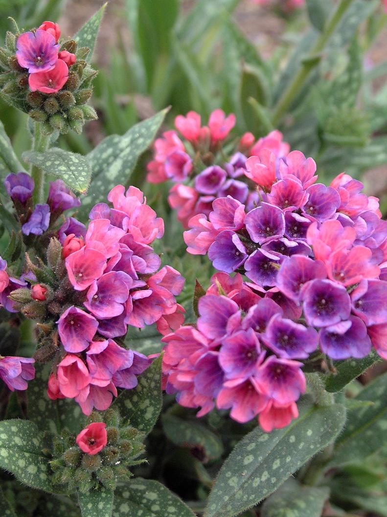 Lungwort pulmonaria