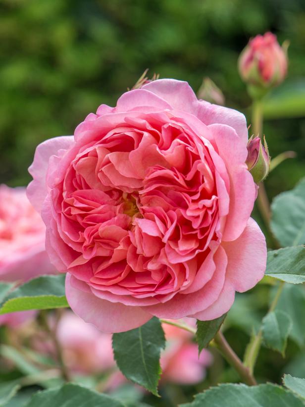 Sale > best smelling rose > in stock