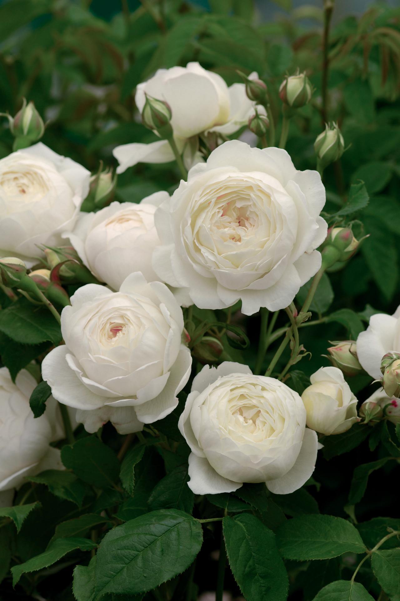 17 of the Most Fragrant Roses for Sweet Scents All Season Long