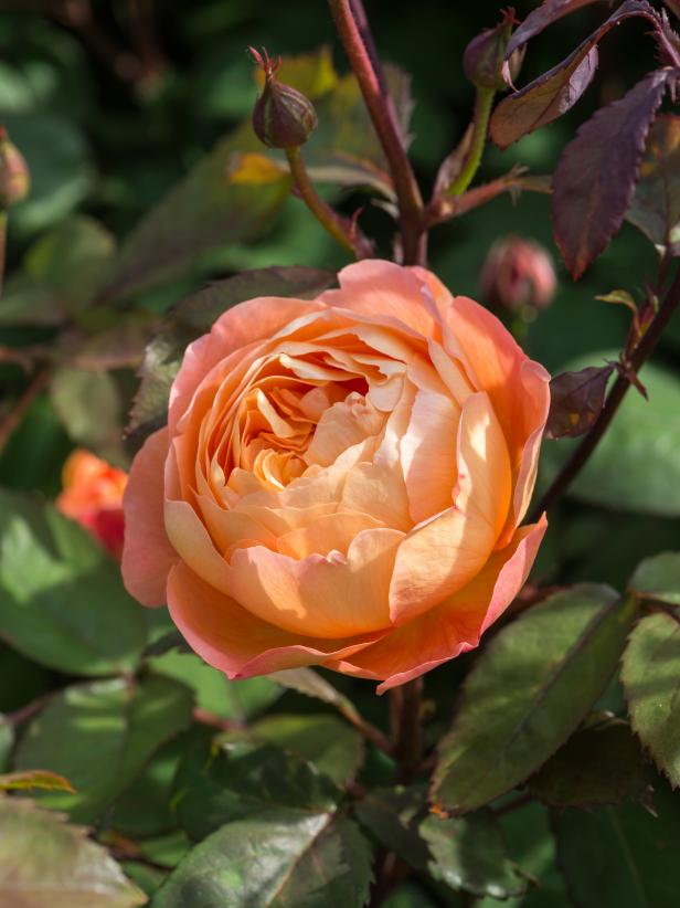 fragrant rose plants for sale near me