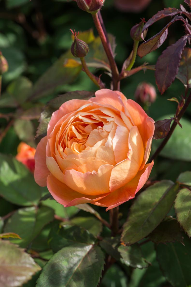 English Rose 'Lady Emma Hamilton'