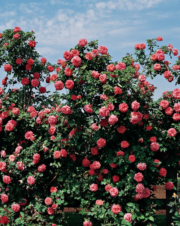 Climbing Rose 'America'