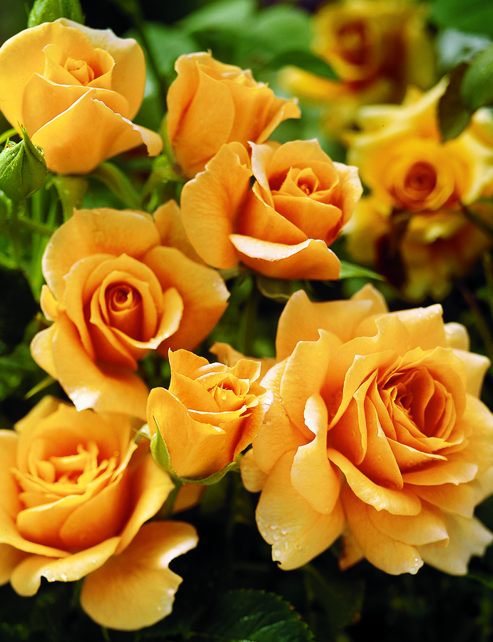 Details about   50 Seeds Heirloom Big Blooming Yellow Turban-like Climbing Rose Fragrant Flower 