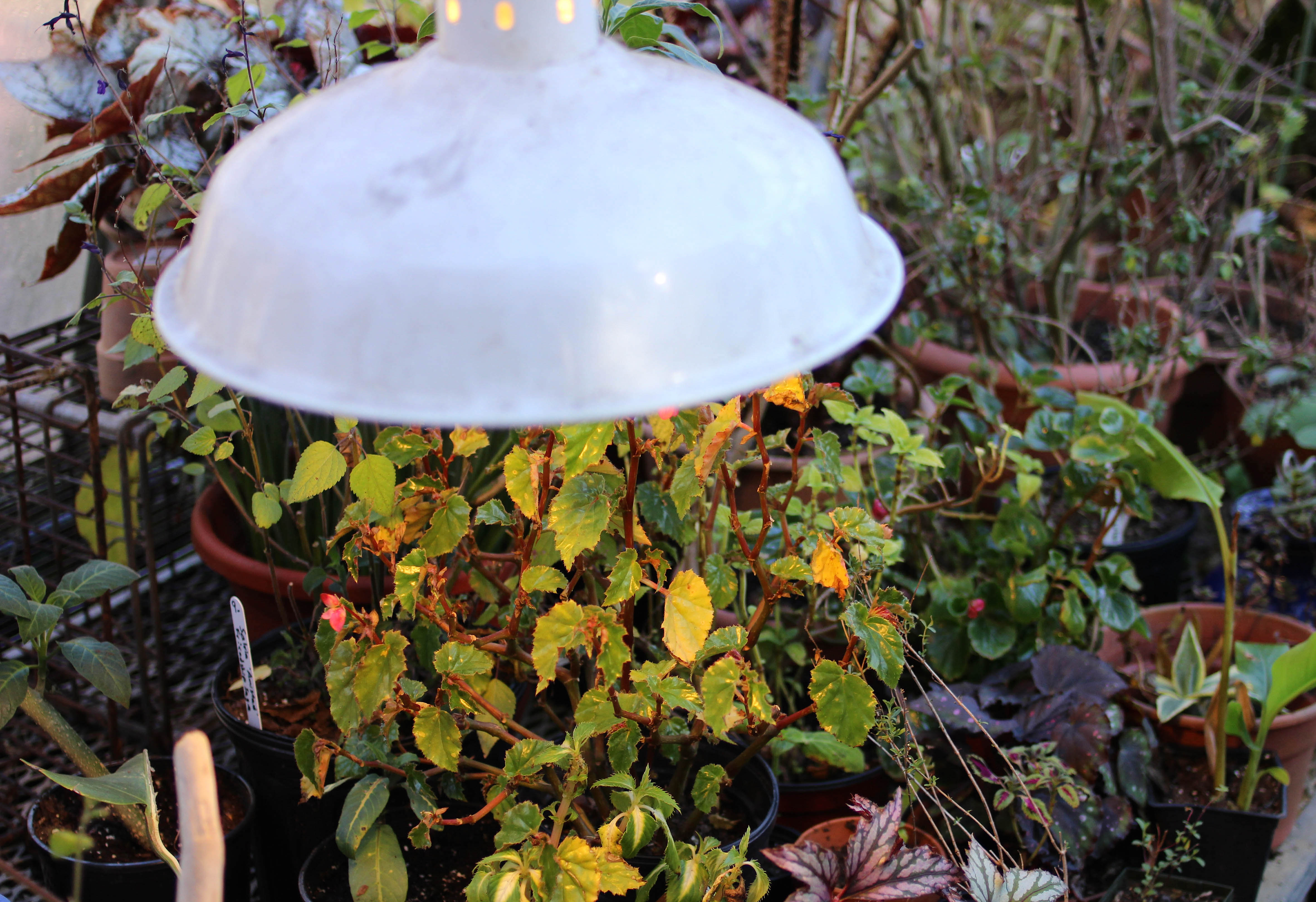 download free grow lights for indoor plants