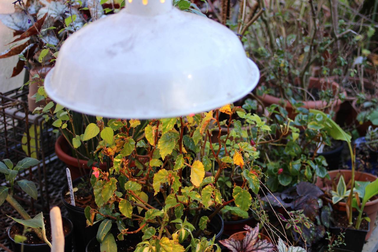 plant heat lamp for winter