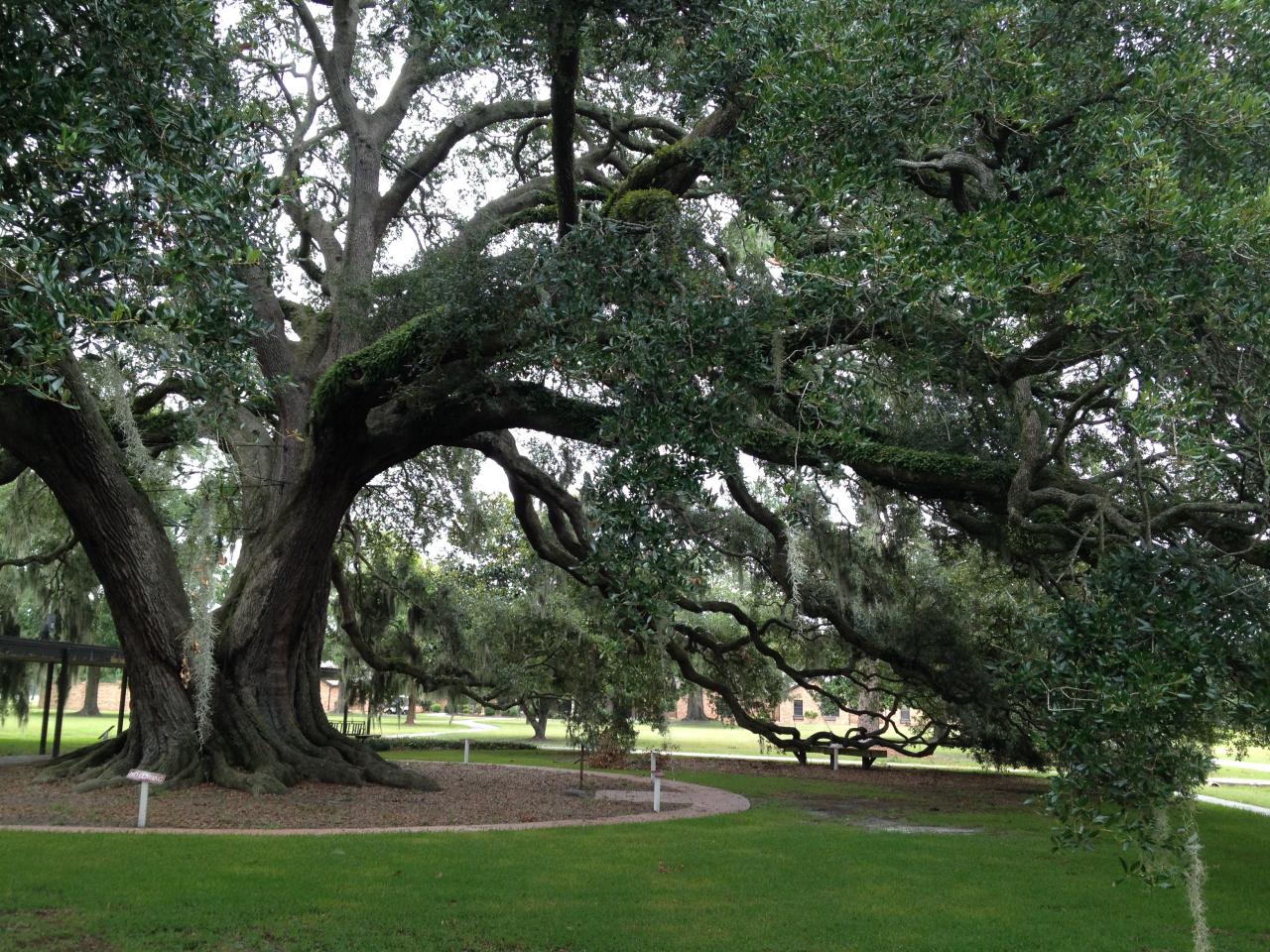 oak tree landscaping