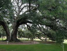 The “Village Sentinel” Live Oak