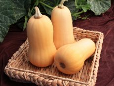 'Little Dipper' Butternut Squash