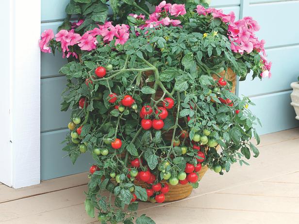 Growing Tomatoes In Pots 