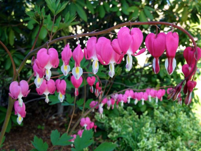 Find a flowering plant that boasts a&nbsp;beautiful color and shape, such as <a href="/flowers-and-plants/common-bleeding-heart-dicentra-spectabilis" target="_blank">bleeding heart</a>, says New England gardener <a href="http://Angiethefreckledrose.com" target="_blank">Angie Rose</a>.