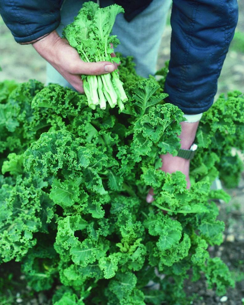 The juicing trend is creating more grow-your-own juice gardens with green plants such as kale. If you're trying kale, garden designer Carmen Johnston of <a href="http://www.nectarandcompany.com" target="_blank">Nectar &amp; Co.</a> notes that gardeners in the North likely will have an easier time than folks in the South because of the climate.