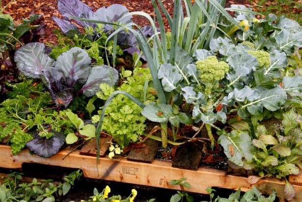 Even pallets can be transformed into planters to grow vegetables. Here broccoli, lettuce and parsley thrive.&nbsp;