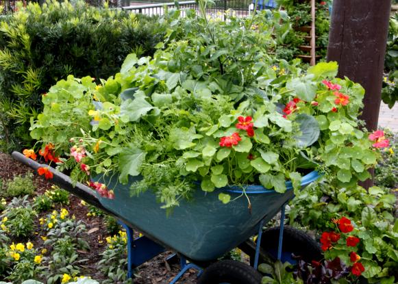 This wheelbarrow has been transformed and overflows with an edible bounty. This whimsical idea is another spin on the traditional container garden. Try adding a tomato plant to the center of the wheelbarrow and surround it with edible plantings such as nasturtium, parsley, herbs, lettuces and cabbage.