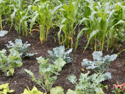 How to Plan a Vegetable Garden