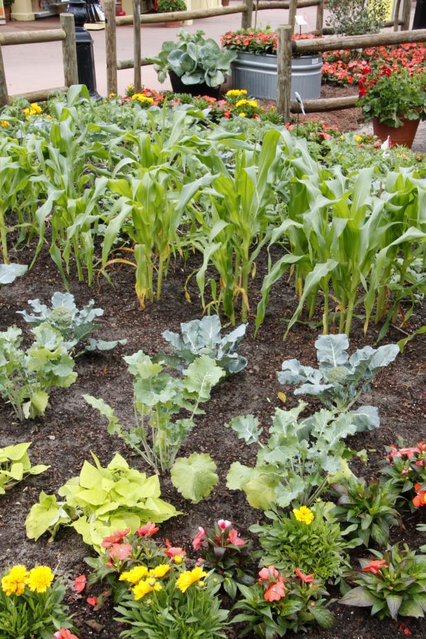 This vegetable garden is edged with flowering annuals. This helps to attract pollinators. The Florida themed garden features the top yielding produce grown in Florida including sweet corn, broccoli, bell peppers, tomatoes and squash.